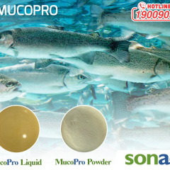 MUCOPRO: Đạm tự nhiên thế hệ mới của Sonac